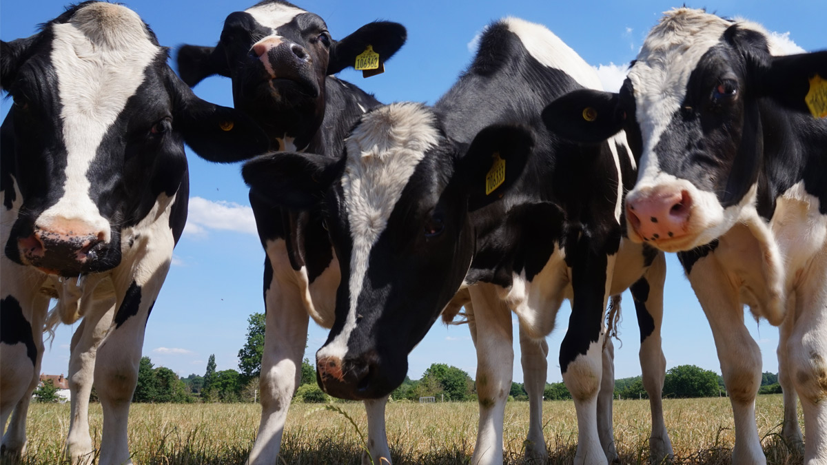  Group of cows