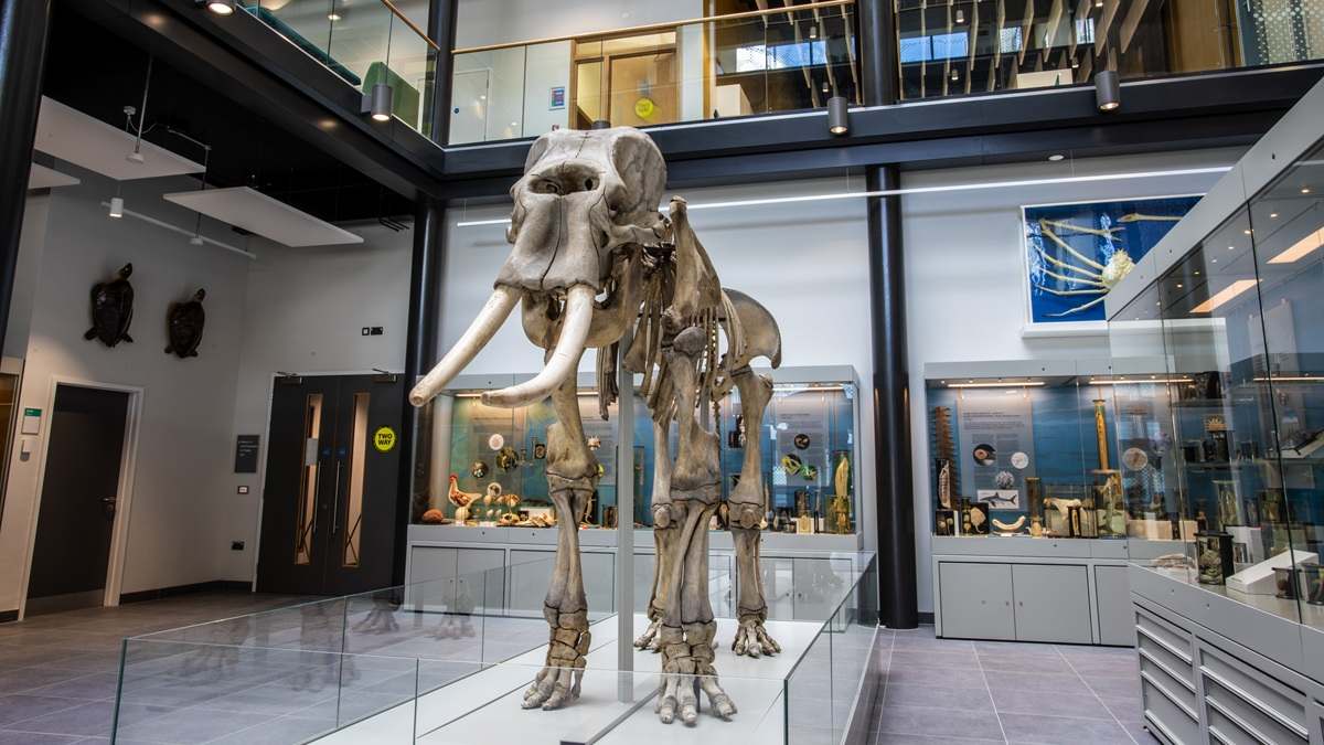 Elephant skeleton on display at the Cole Museum