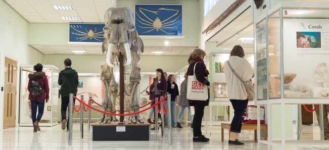 The skeleton of a male Indian elephant on display in the Cole Museum